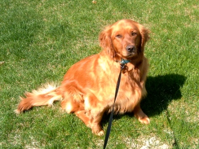Farewell, Sadie Rose!
